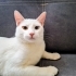 Acill yuva !! Sevgi yumağı bir kedi fotoğraf