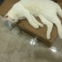 Acill yuva !! Sevgi yumağı bir kedi fotoğraf