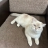 Latteye yuva arıyorum fotoğraf