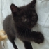 British shorthair yavrumuza yuva fotoğraf