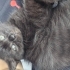 British shorthair yavrumuza yuva fotoğraf