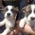 Ücretsiz Husky ve çoban köpeği melezi yavrular fotoğraf