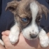 Ücretsiz Husky ve çoban köpeği melezi yavrular fotoğraf