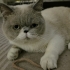 Kedi sahiplendirme fotoğraf
