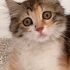 KİMİN EVİNE UĞUR GETİREYİM fotoğraf