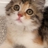 KİMİN EVİNE UĞUR GETİREYİM fotoğraf