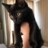 Acil yuva aranıyor fotoğraf