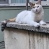 Asıl beyazkız kısır sağlıklı fotoğraf