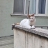 Asıl beyazkız kısır sağlıklı fotoğraf
