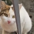 Asıl beyazkız kısır sağlıklı fotoğraf