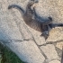 MAVİ RUS KEDİSİ KIRMASI fotoğraf