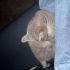 MAVİ RUS KEDİSİ KIRMASI fotoğraf