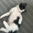 Tatliş beni bırakmıycak bir yuva arıyorum hiç üzmem sizii🥰 fotoğraf