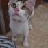 3 aylık erkek Tekircan yavru Acil Yuva fotoğraf