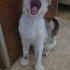 3 aylık erkek Tekircan yavru Acil Yuva fotoğraf
