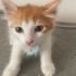 Simba’ya ömürlük yuva fotoğraf