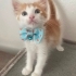 Simba’ya ömürlük yuva fotoğraf