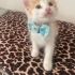 Simba’ya ömürlük yuva fotoğraf