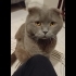 1 yaş, erkek, kısır, traşlı, aşılı, kucakçı fotoğraf