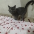 ACİL YUVA ARANİYOR fotoğraf