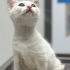 Duymayan yavru kedi fotoğraf