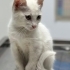 Duymayan yavru kedi fotoğraf