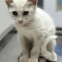 Duymayan yavru kedi fotoğraf