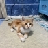 SEVGİ DOLU GARFİELD ACİL YUVASINI ARIYOR fotoğraf