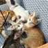 en sırnaşığı cico, en prenses kedisi sütlaç ve en gözü kara kedisi rick fotoğraf