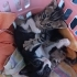 2 haftalik bebeklere acil yuva araniyor fotoğraf