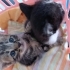 2 haftalik bebeklere acil yuva araniyor fotoğraf
