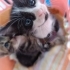 2 haftalik bebeklere acil yuva araniyor fotoğraf