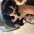 Çok acil yavru kediler fotoğraf