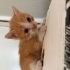 Çok acil yavru kediler fotoğraf