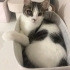 Küçük korsana acil yuva fotoğraf