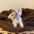 🐾 Minik kızımız yuvasını arıyor… 🧚🤍 fotoğraf