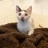 🐾 Minik kızımız yuvasını arıyor… 🧚🤍 fotoğraf