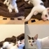 🐾 Minik kızımız yuvasını arıyor… 🧚🤍 fotoğraf
