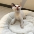 🐾 Minik kızımız yuvasını arıyor… 🧚🤍 fotoğraf