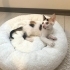 🐾 Minik kızımız yuvasını arıyor… 🧚🤍 fotoğraf