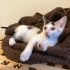 🐾 Minik kızımız yuvasını arıyor… 🧚🤍 fotoğraf