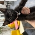 Tasması kendisinden büyük yavru kedimize yuva 🐾 fotoğraf