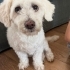 Terrier cinsi köpeğime ücretsiz sahiplendirme fotoğraf