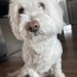 Terrier cinsi köpeğime ücretsiz sahiplendirme fotoğraf