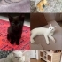 Çok acil yuva arayan canlar fotoğraf
