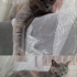 Ücretsiz British Shorthair sahiplendirme fotoğraf