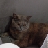 Ücretsiz British Shorthair sahiplendirme fotoğraf