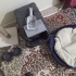 Ücretsiz British Shorthair sahiplendirme fotoğraf