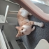 Cok acil dişi ve erkek tekir kedi sahiplendirmek fotoğraf