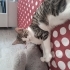 Cok acil dişi ve erkek tekir kedi sahiplendirmek fotoğraf